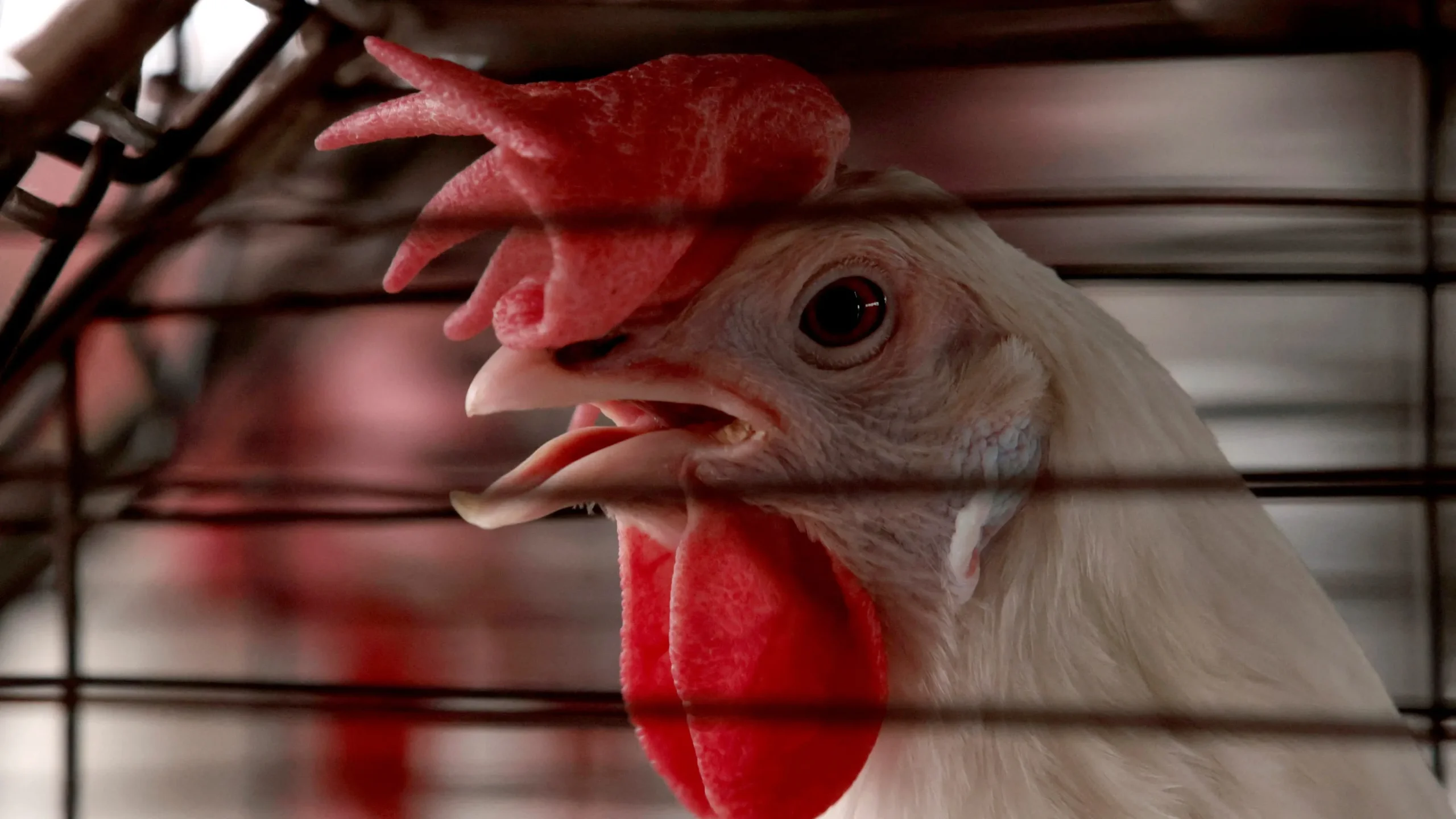 California Declares State of Emergency as Bird Flu Outbreak Escalates: What You Need to Know