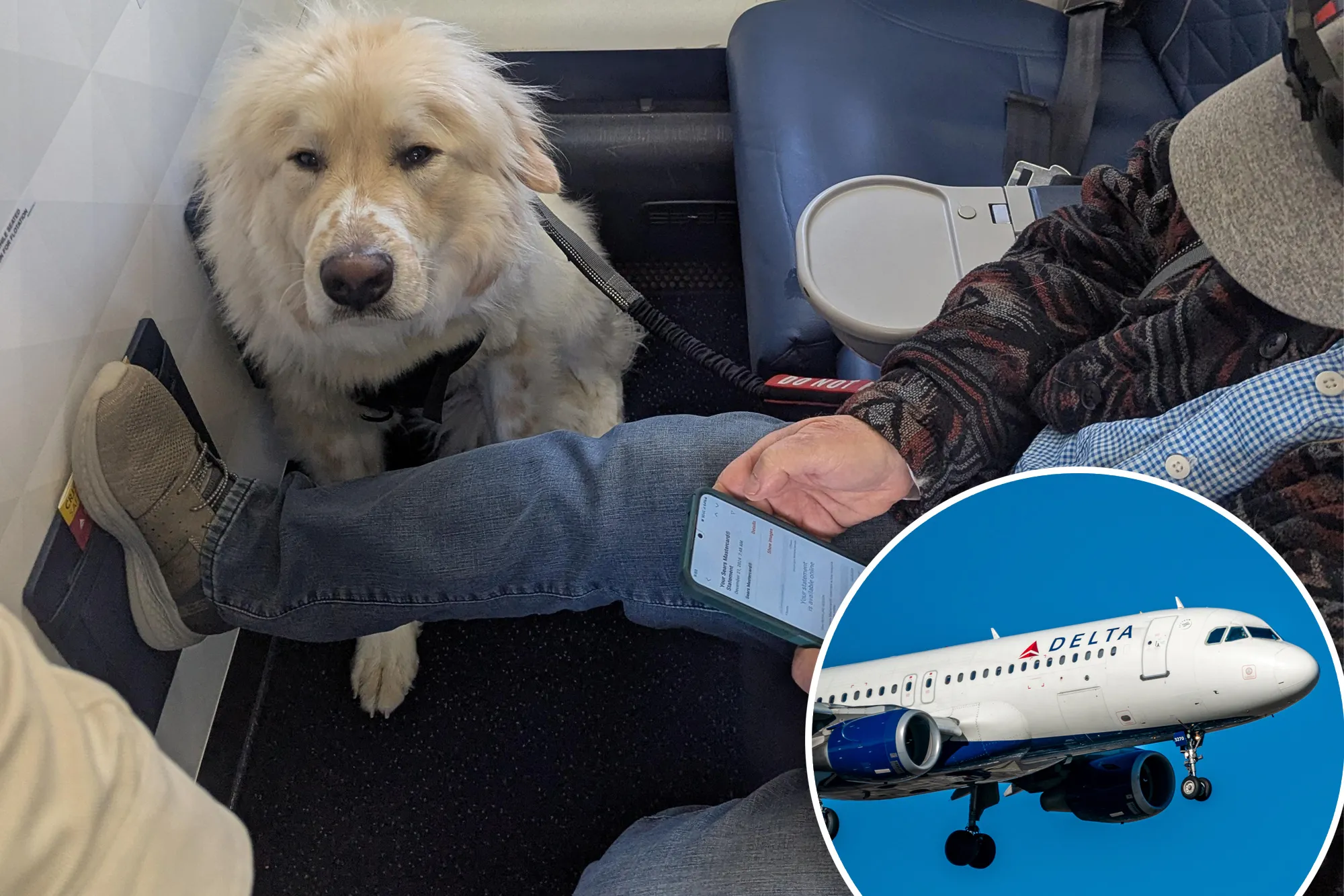 Delta Airlines Takes a Stand: New Rules to Combat Fake Service Dogs!