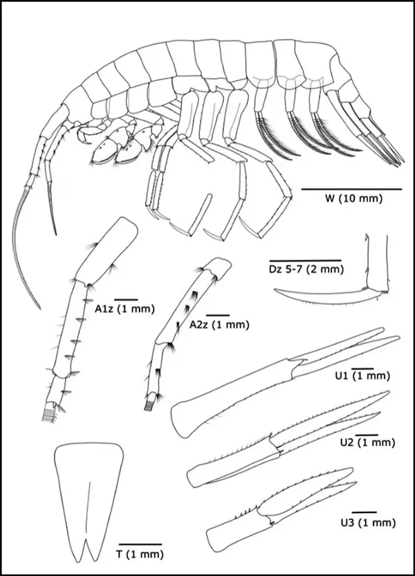 Meet Dulcibella Camanchaca: The Alien Predator Discovered in the Depths of the Atacama Trench!
