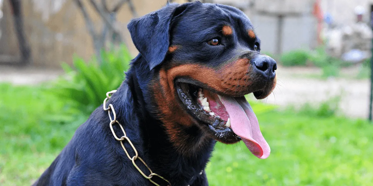 Rottweiler Owners Beware: The Shocking Truth Behind America's Favorite Breed