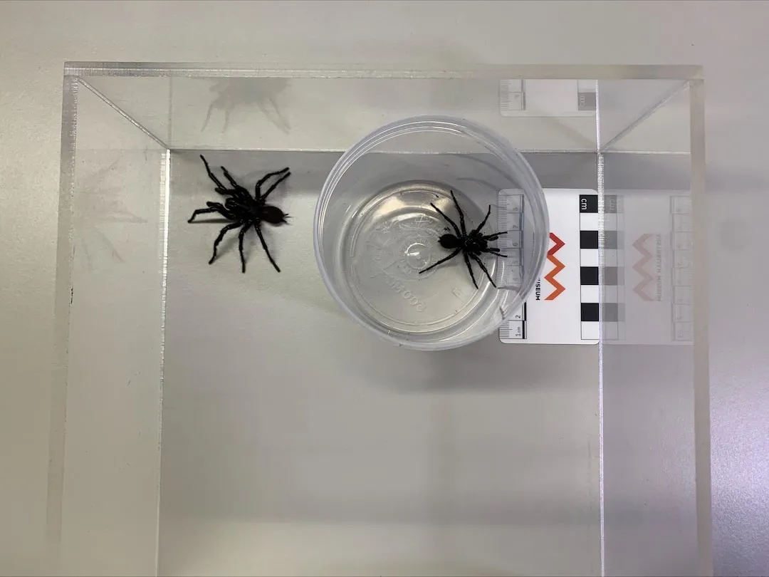 Deadly Funnel-Web Spiders on the Rise: What You Need to Know!