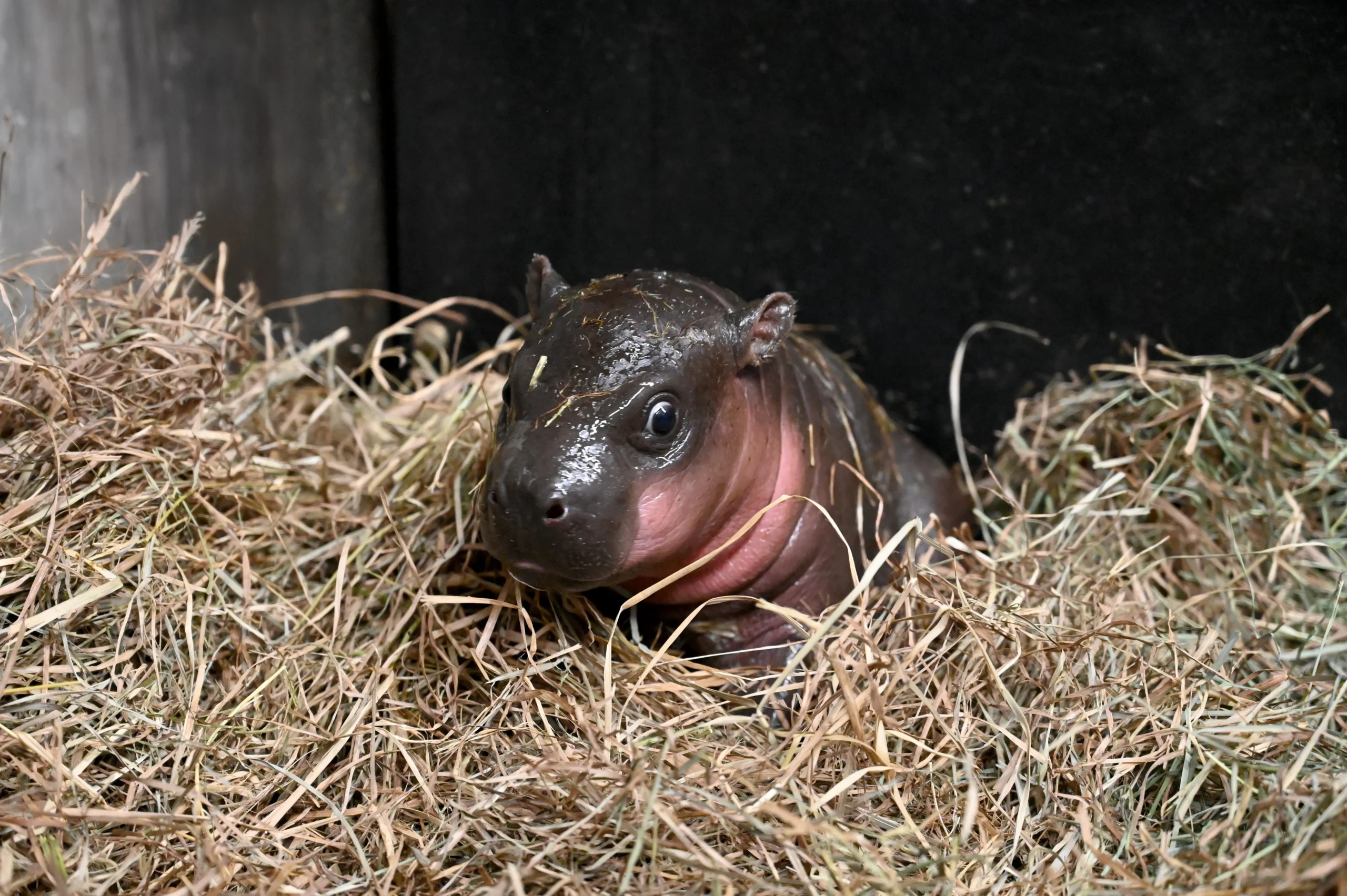 Don't Miss the Action: National Zoo's Panda Cam is Back and Cutest Than Ever!