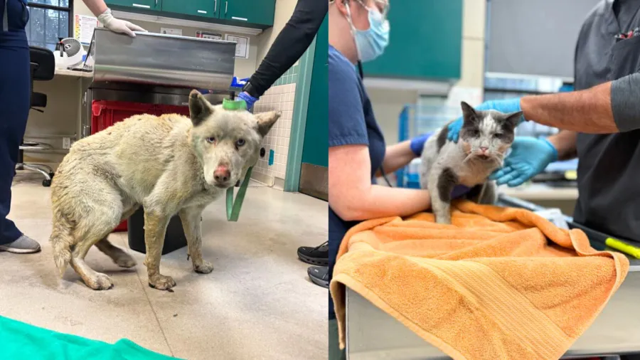 Unleashing Compassion: Pasadena Humane Society's Heartwarming Impact on Local Animals