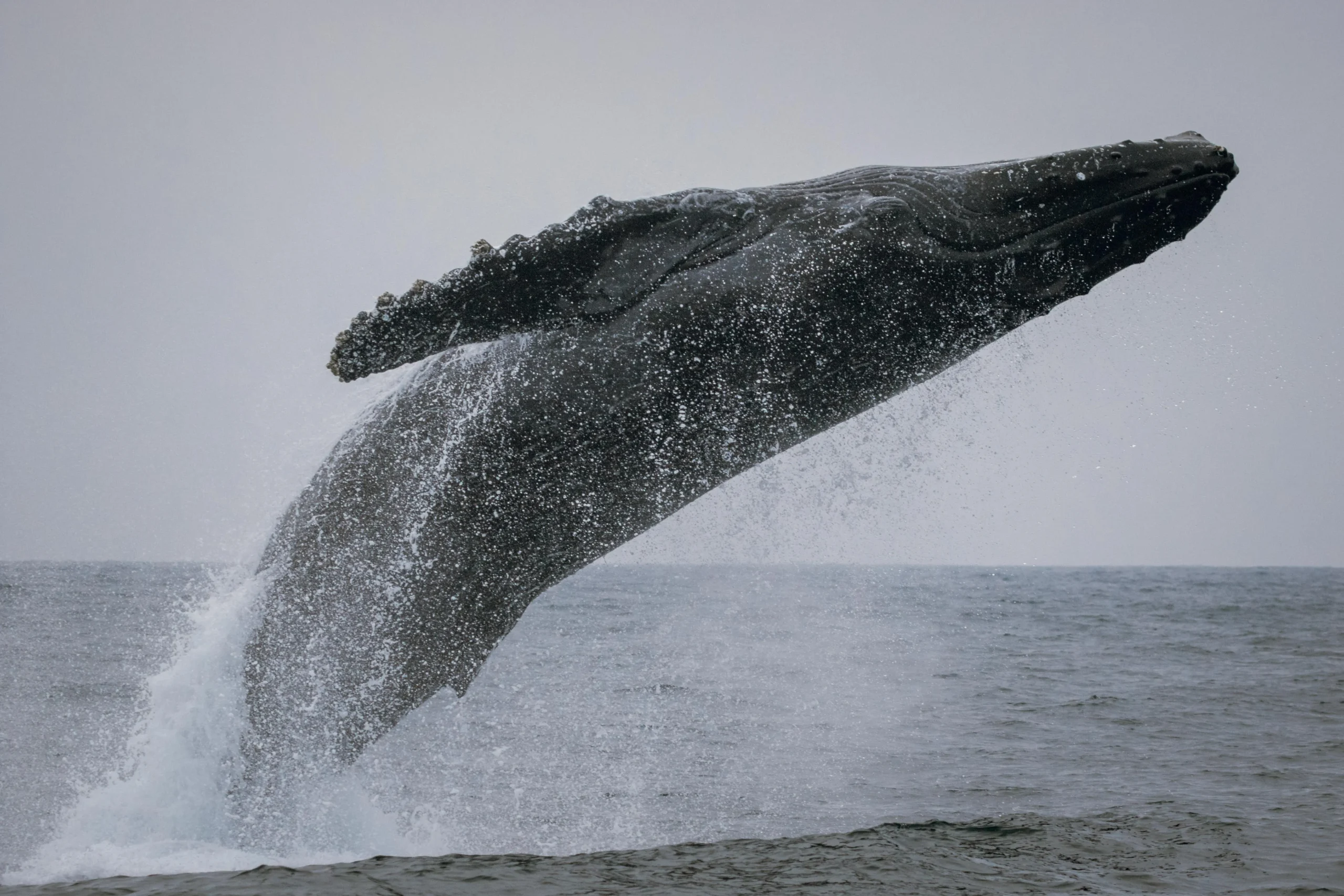 Whales in Crisis: The Shocking Truth Behind America's Endangered Giants