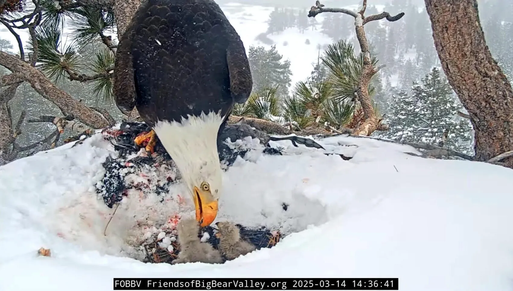 Big Bear Valley's Bald Eagles: The Heartwarming Drama of Jackie and Shadow's Eaglets