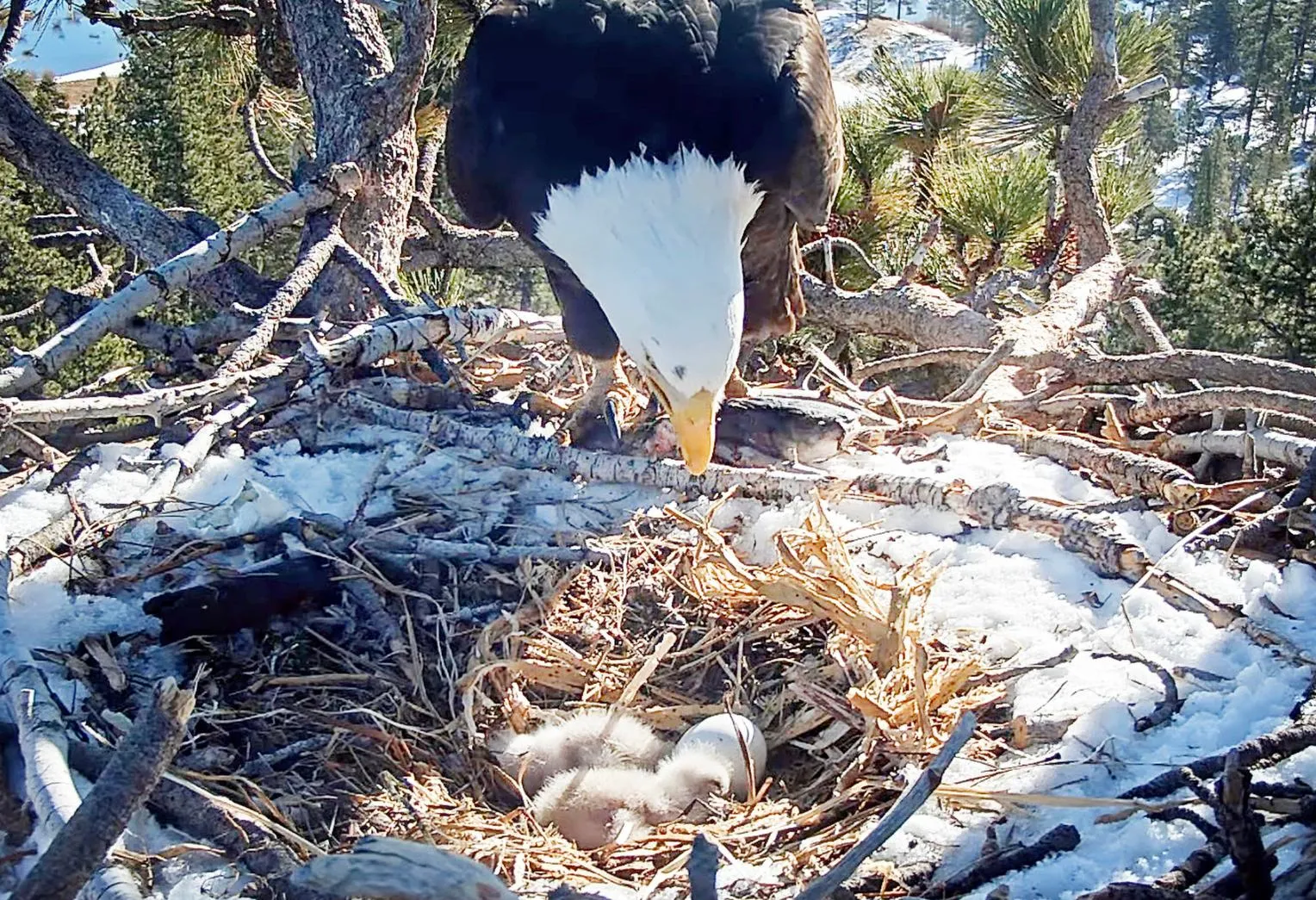 Big Bear Valley's Beloved Eagles: A Heartwarming Update from Friends of Big Bear Valley!