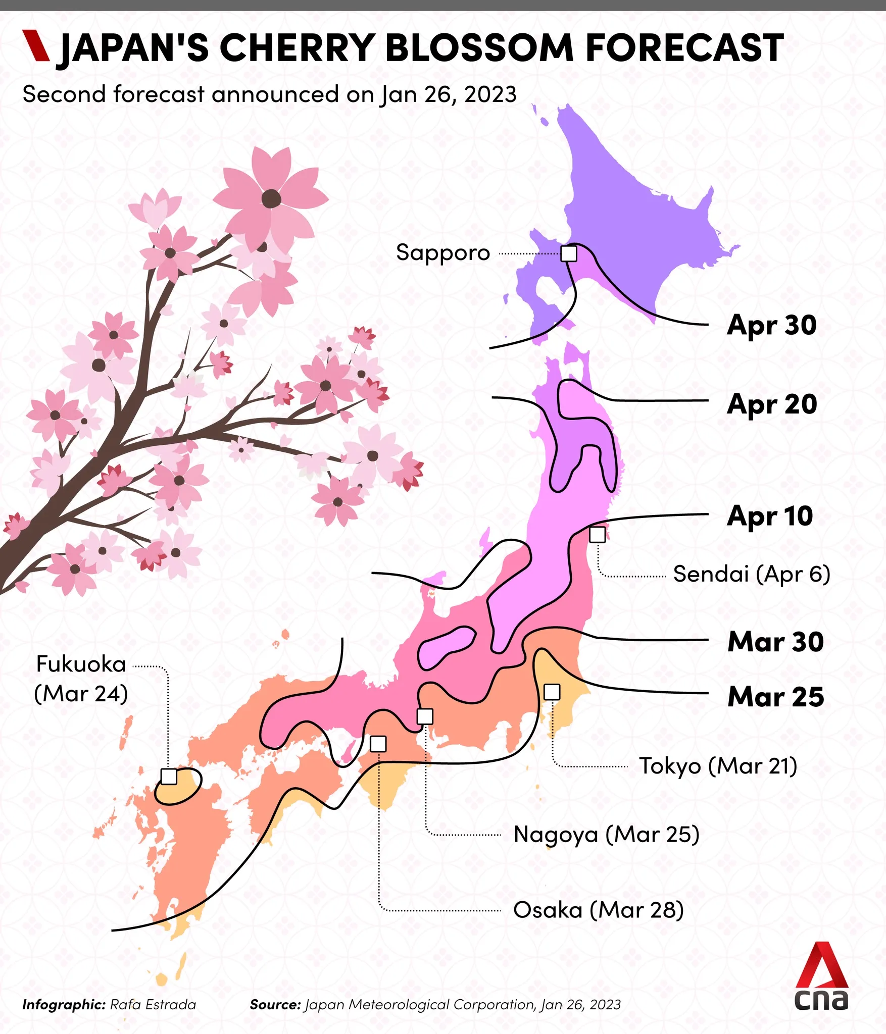 Cherry Blossoms in Full Bloom: Discover the Magic of D.C.'s Spring Spectacle!