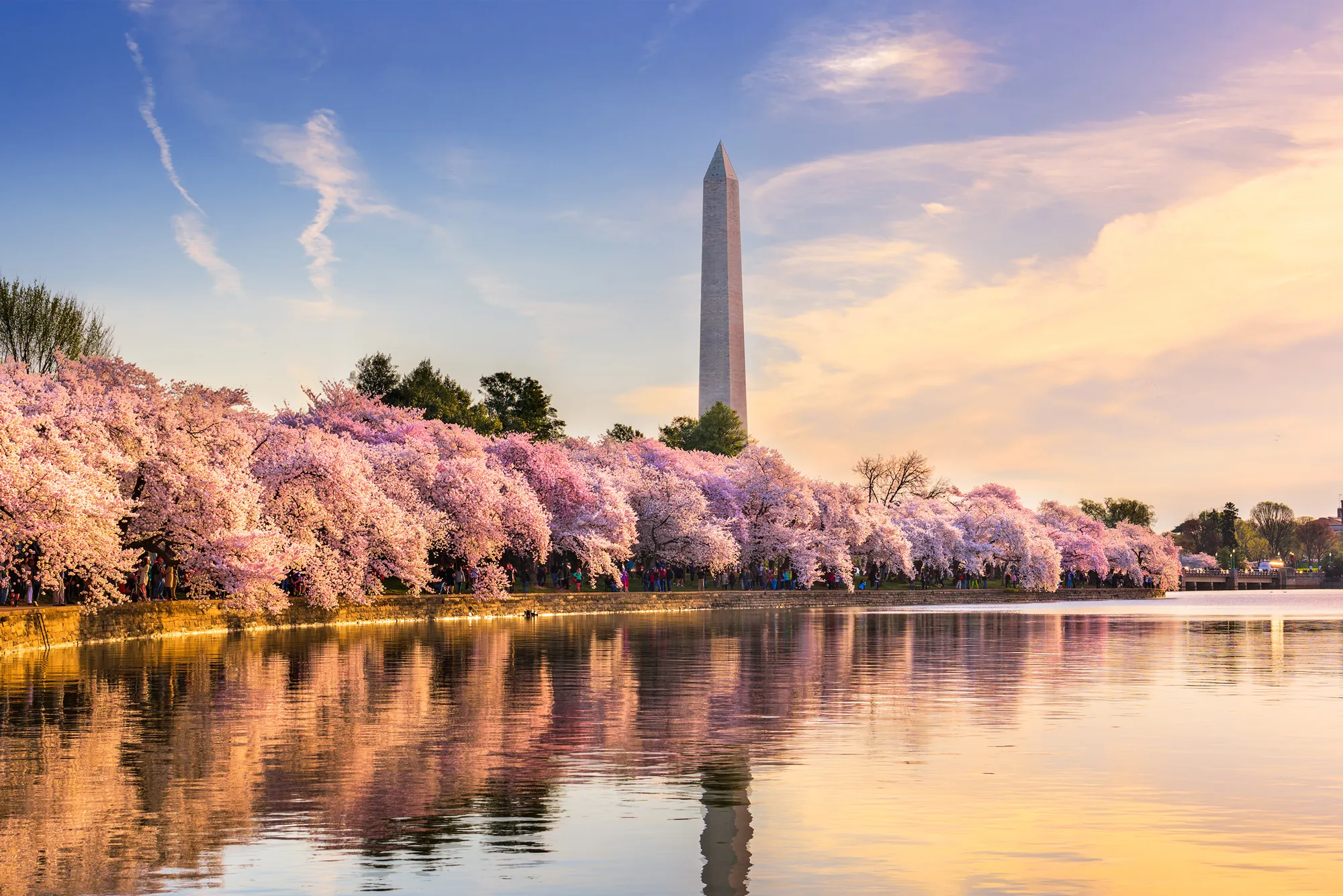 Experience the Magic: Cherry Blossoms in DC Blooming This Spring!