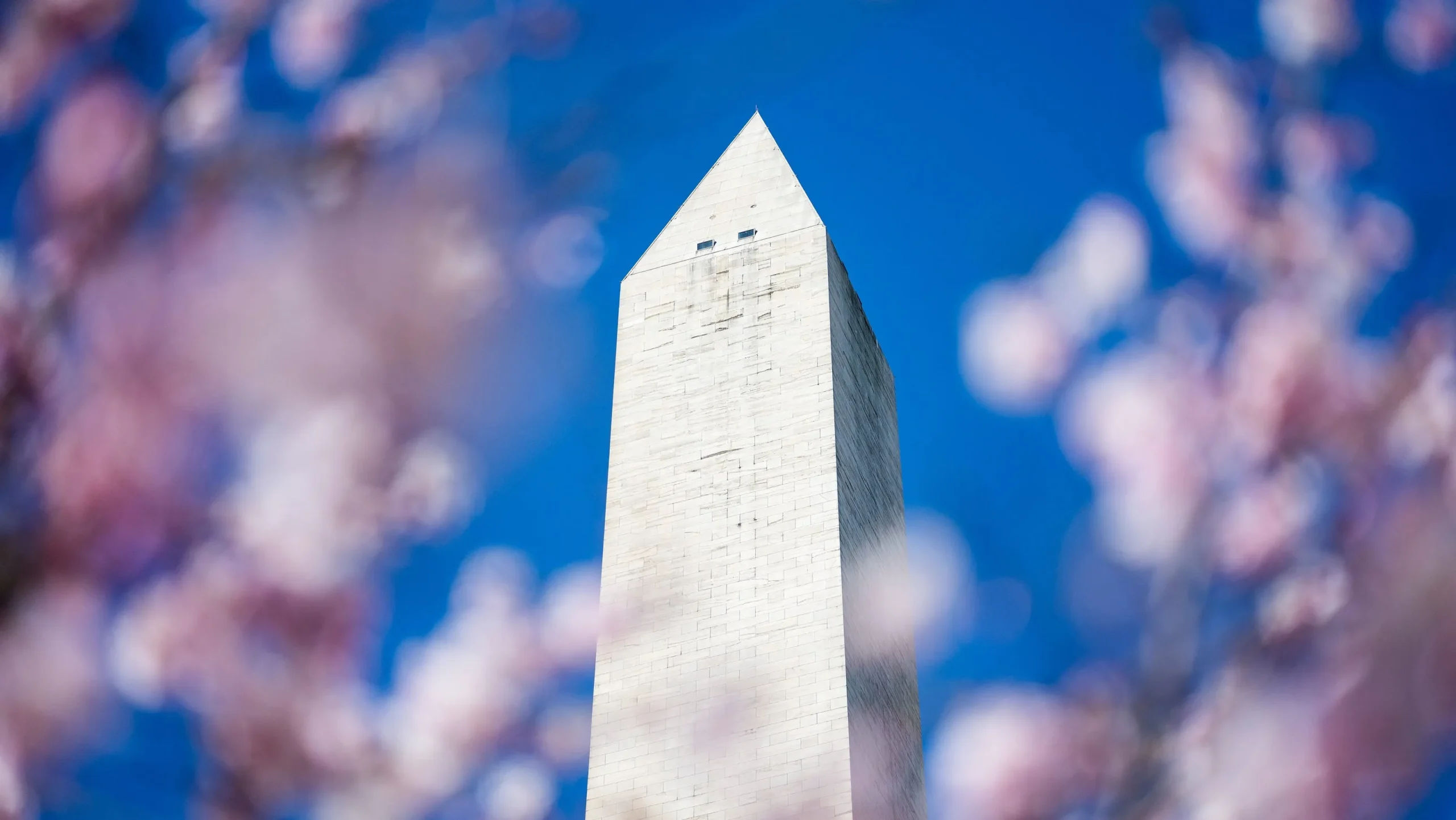 Experience the Magic: Cherry Blossoms in Full Bloom in Washington, D.C.!