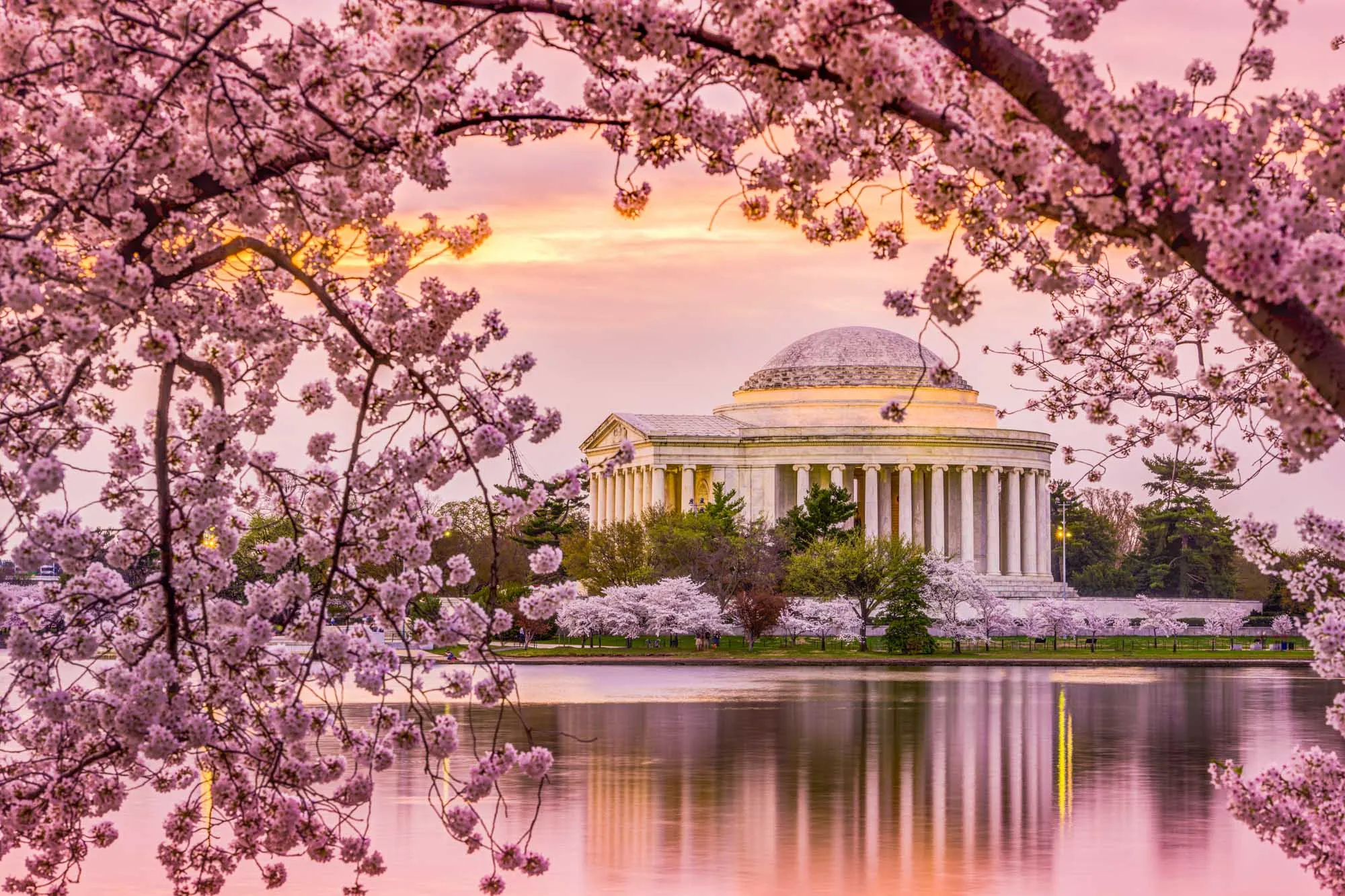 Experience the Magic: DC's Cherry Blossoms Are in Full Bloom!