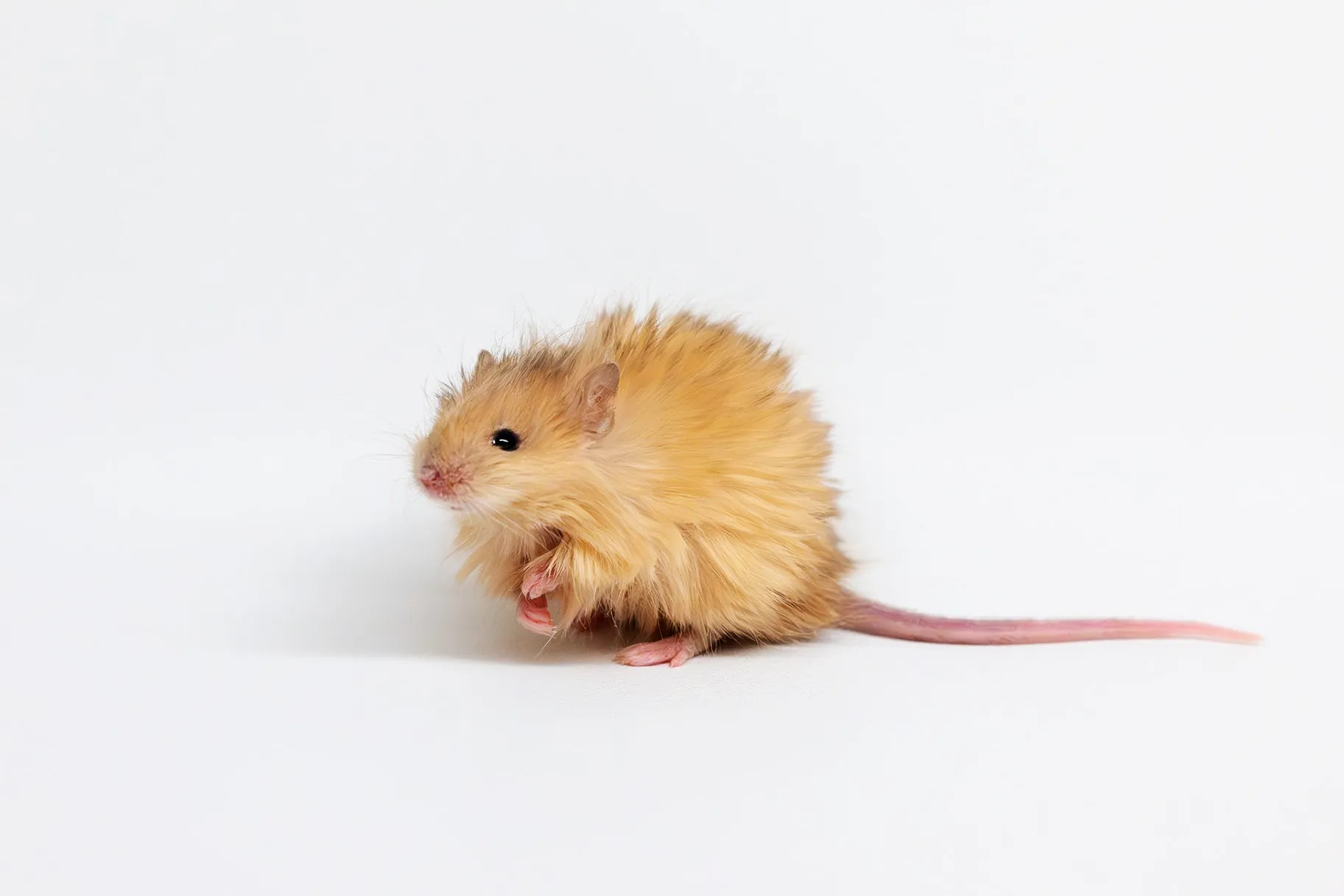 Meet the Wooly Mouse: The Adorable Creature Taking the Internet by Storm!