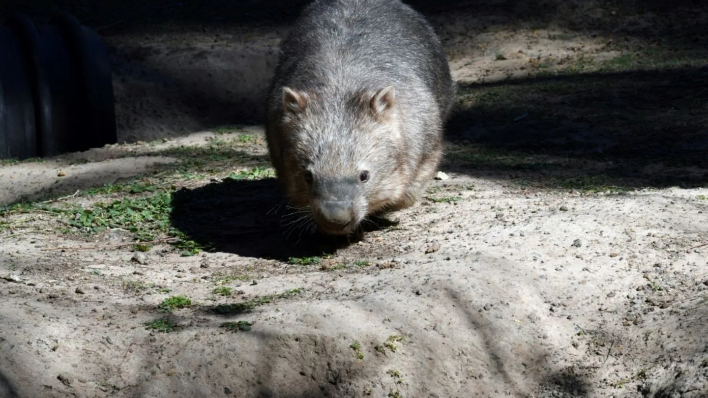 Why Wombats Are the Internet's New Obsession: Discover the Adorable Trend Taking Over the U.S.