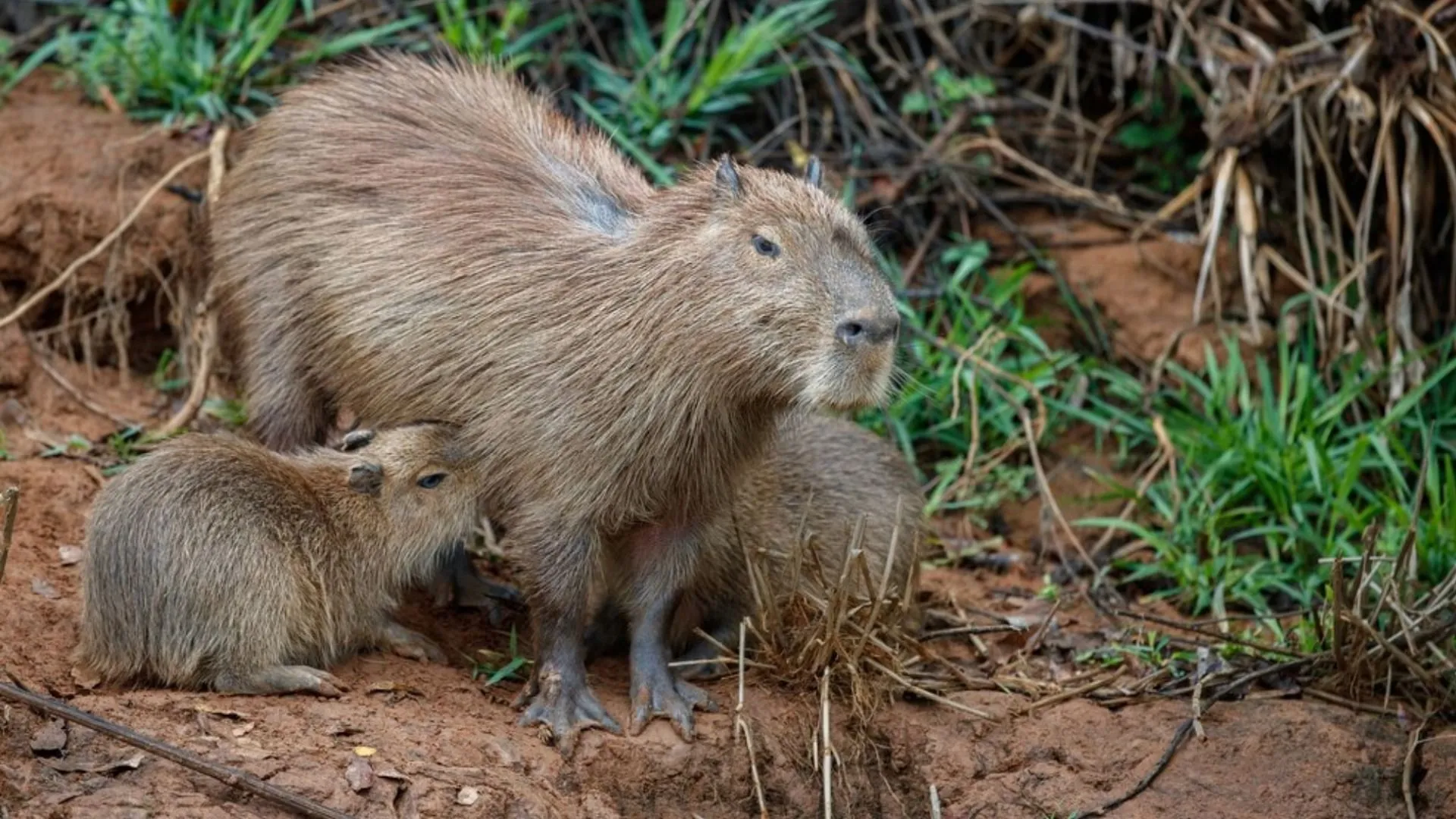 Wombat Controversy: American Influencer Sparks Outrage in Australia!