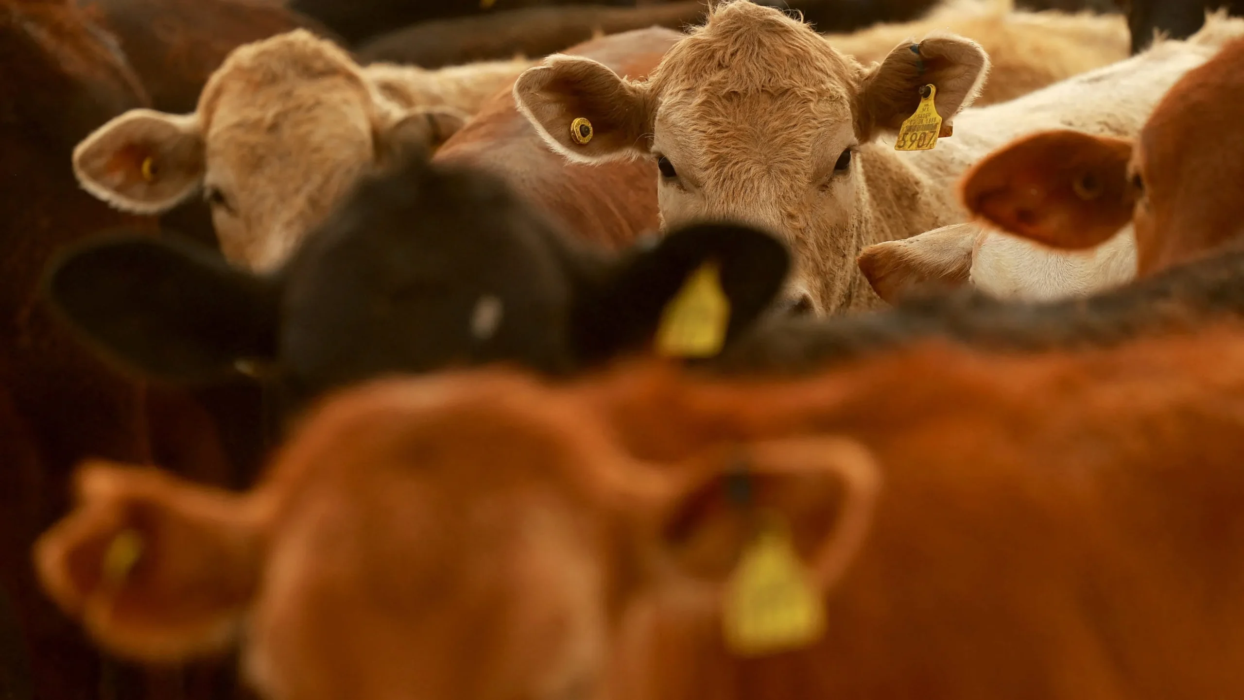 New World Screwworm: The Flesh-Eating Threat Looming Over U.S. Livestock