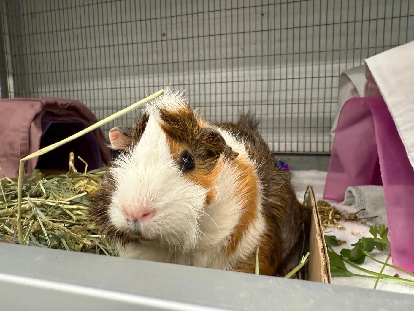 San Diego Humane Society Faces Unprecedented Challenges: How You Can Help!