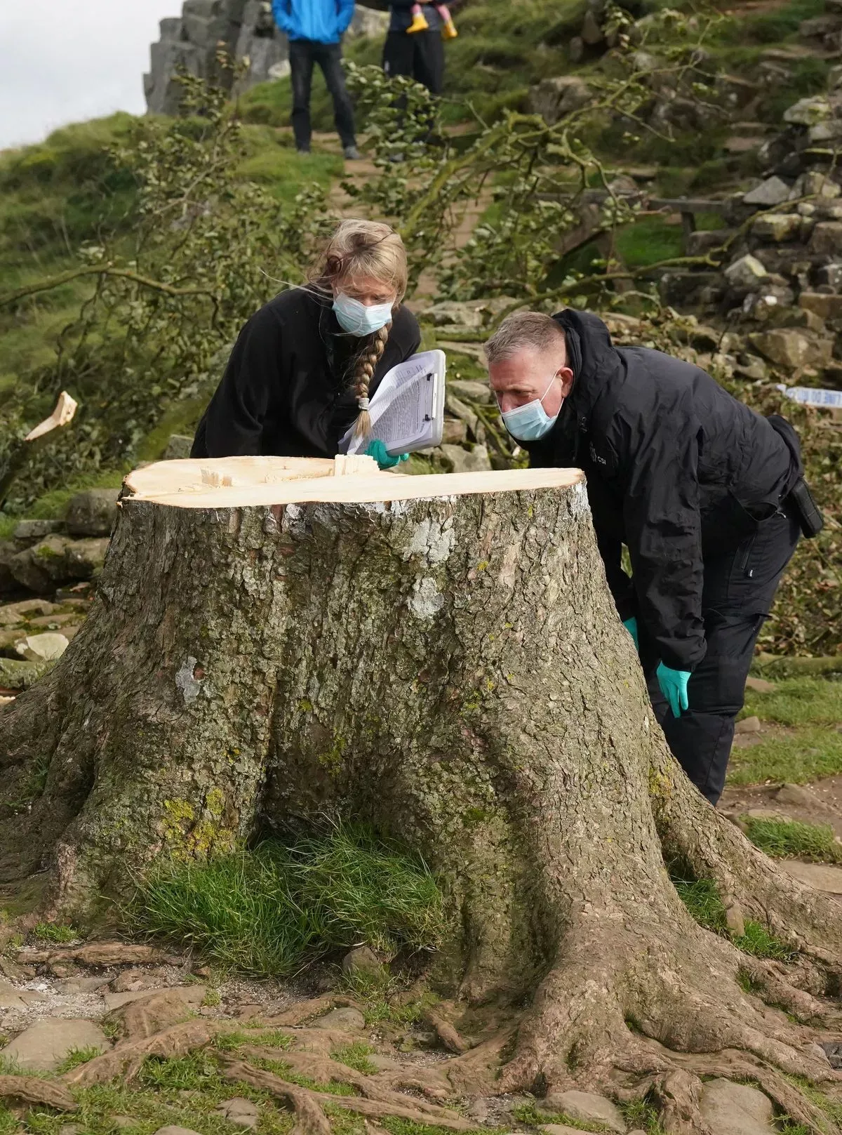 Sycamore Gap Tree: A Century of Beauty Cut Down in Minutes!
